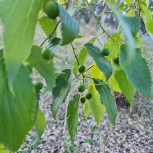 Celtis australis at Jerrabomberra, ACT - 17 Oct 2023