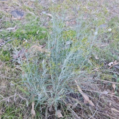 Senecio quadridentatus (Cotton Fireweed) at Jerrabomberra, ACT - 17 Oct 2023 by Mike