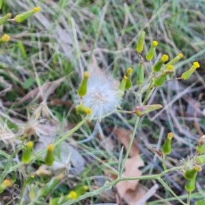 Senecio quadridentatus at Jerrabomberra, ACT - 17 Oct 2023