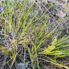 Lomandra filiformis subsp. coriacea (Wattle Matrush) at Isaacs Ridge and Nearby - 17 Oct 2023 by Mike