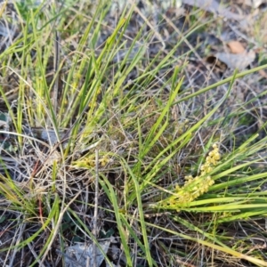 Lomandra filiformis subsp. coriacea at Jerrabomberra, ACT - 17 Oct 2023