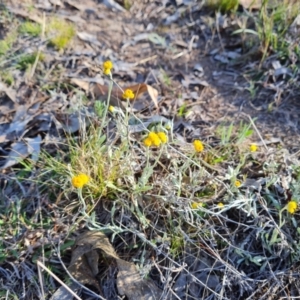 Chrysocephalum apiculatum at Jerrabomberra, ACT - 17 Oct 2023