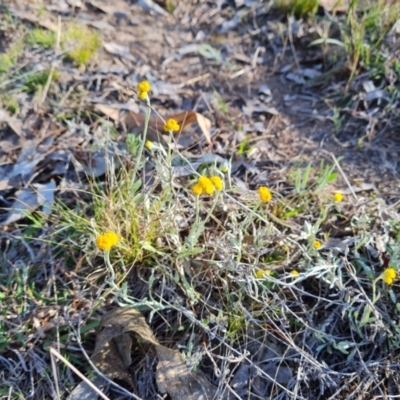 Chrysocephalum apiculatum (Common Everlasting) at Isaacs Ridge and Nearby - 17 Oct 2023 by Mike