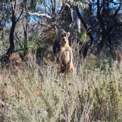 Macropus giganteus (Eastern Grey Kangaroo) at Isaacs Ridge and Nearby - 17 Oct 2023 by Mike