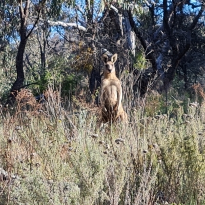 Macropus giganteus (Eastern Grey Kangaroo) at Isaacs Ridge and Nearby - 17 Oct 2023 by Mike