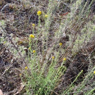 Chrysocephalum semipapposum (Clustered Everlasting) at Isaacs Ridge and Nearby - 17 Oct 2023 by Mike
