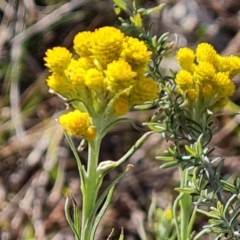 Chrysocephalum semipapposum at Jerrabomberra, ACT - 17 Oct 2023