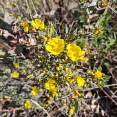 Hibbertia obtusifolia (Grey Guinea-flower) at Isaacs Ridge and Nearby - 17 Oct 2023 by Mike