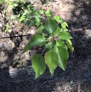 Pyrus ussuriensis at Kaleen, ACT - 1 Oct 2023 11:29 AM