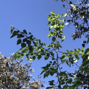 Pyrus ussuriensis at Kaleen, ACT - 1 Oct 2023 11:29 AM