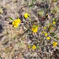 Hibbertia obtusifolia (Grey Guinea-flower) at Isaacs Ridge - 17 Oct 2023 by Mike