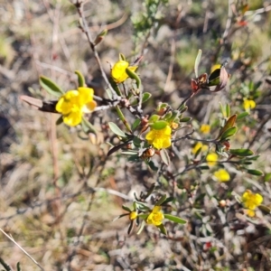 Hibbertia obtusifolia at Jerrabomberra, ACT - 17 Oct 2023 04:45 PM