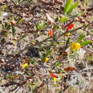 Hibbertia obtusifolia at Jerrabomberra, ACT - 17 Oct 2023 04:45 PM