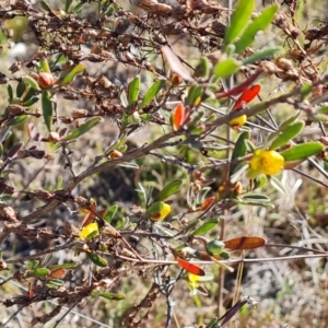 Hibbertia obtusifolia at Jerrabomberra, ACT - 17 Oct 2023