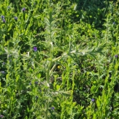 Carthamus lanatus (Saffron Thistle) at Isaacs Ridge and Nearby - 17 Oct 2023 by Mike