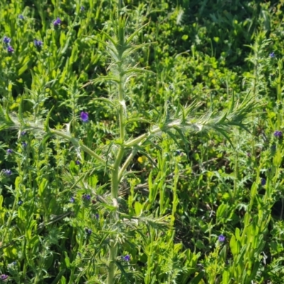 Carthamus lanatus (Saffron Thistle) at Jerrabomberra, ACT - 17 Oct 2023 by Mike