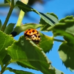 Harmonia conformis (Common Spotted Ladybird) at Isaacs Ridge and Nearby - 17 Oct 2023 by Mike
