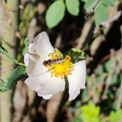 Melangyna viridiceps (Hover fly) at Isaacs Ridge and Nearby - 17 Oct 2023 by Mike