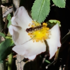 Melangyna viridiceps at Jerrabomberra, ACT - 17 Oct 2023 04:30 PM