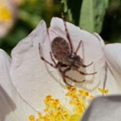 Araneinae (subfamily) (Orb weaver) at Isaacs Ridge and Nearby - 17 Oct 2023 by Mike