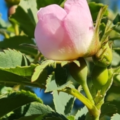 Rosa canina (Dog Rose) at Isaacs Ridge - 17 Oct 2023 by Mike