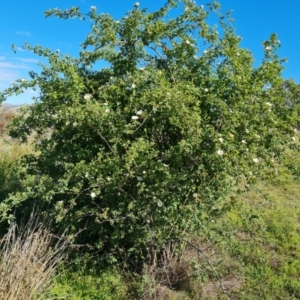 Rosa canina at Jerrabomberra, ACT - 17 Oct 2023