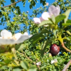 Rosa canina at Jerrabomberra, ACT - 17 Oct 2023