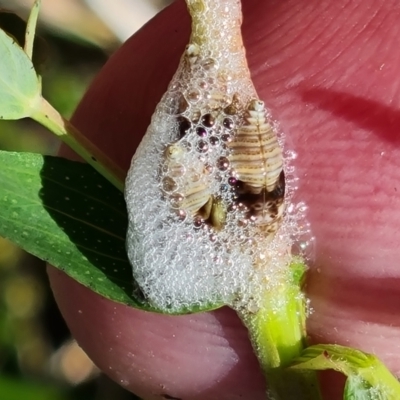 Cercopidae (family) (Unidentified spittlebug or froghopper) at Isaacs Ridge and Nearby - 17 Oct 2023 by Mike