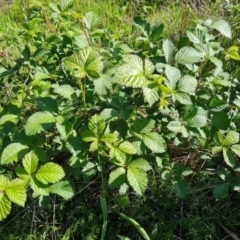 Rubus anglocandicans (Blackberry) at Isaacs Ridge and Nearby - 17 Oct 2023 by Mike