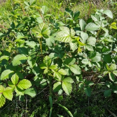 Rubus anglocandicans (Blackberry) at Isaacs Ridge - 17 Oct 2023 by Mike