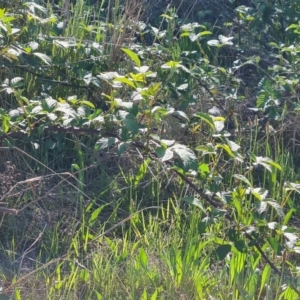 Rubus anglocandicans at Jerrabomberra, ACT - 17 Oct 2023 04:10 PM