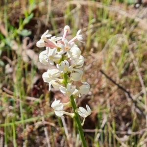 Stackhousia monogyna at Jerrabomberra, ACT - 17 Oct 2023