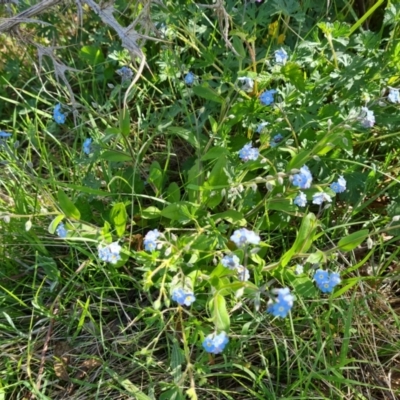 Myosotis laxa subsp. caespitosa (Water Forget-me-not) at Isaacs Ridge and Nearby - 17 Oct 2023 by Mike