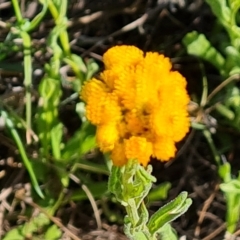 Chrysocephalum apiculatum (Common Everlasting) at Isaacs Ridge and Nearby - 17 Oct 2023 by Mike