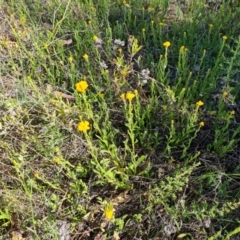 Chrysocephalum apiculatum at Jerrabomberra, ACT - 17 Oct 2023