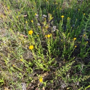 Chrysocephalum apiculatum at Jerrabomberra, ACT - 17 Oct 2023