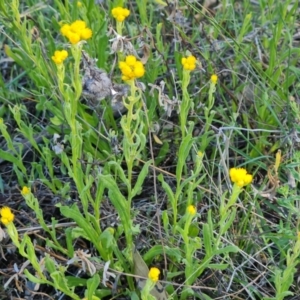 Chrysocephalum apiculatum at Jerrabomberra, ACT - 17 Oct 2023