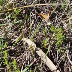 Vanessa kershawi (Australian Painted Lady) at Isaacs Ridge and Nearby - 17 Oct 2023 by Mike