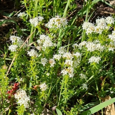 Asperula conferta (Common Woodruff) at Isaacs Ridge and Nearby - 17 Oct 2023 by Mike