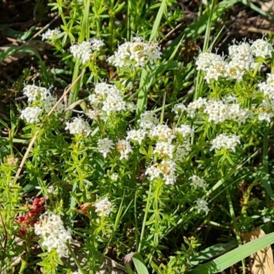 Asperula conferta (Common Woodruff) at Isaacs Ridge - 17 Oct 2023 by Mike