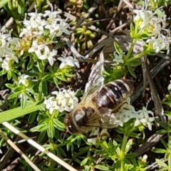 Apis mellifera (European honey bee) at Isaacs Ridge - 17 Oct 2023 by Mike