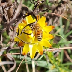 Apis mellifera (European honey bee) at Isaacs Ridge - 17 Oct 2023 by Mike