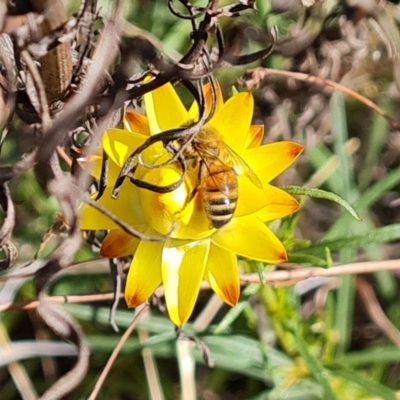 Apis mellifera (European honey bee) at Isaacs Ridge and Nearby - 17 Oct 2023 by Mike