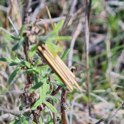 Clania lewinii & similar Casemoths (Parallel stick Case Moths) at Jerrabomberra, ACT - 17 Oct 2023 by Mike