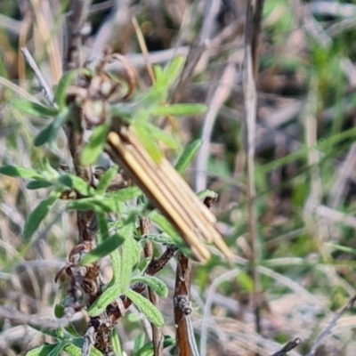 Clania lewinii & similar Casemoths (Parallel stick Case Moths) at Isaacs Ridge - 17 Oct 2023 by Mike