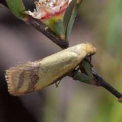 Coeranica isabella (A Concealer moth) at QPRC LGA - 17 Oct 2023 by DianneClarke
