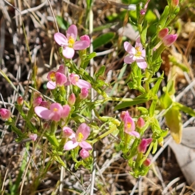 Centaurium erythraea (Common Centaury) at Jerrabomberra, ACT - 17 Oct 2023 by Mike