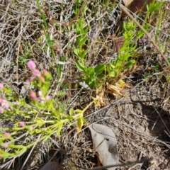 Centaurium erythraea at Jerrabomberra, ACT - 17 Oct 2023