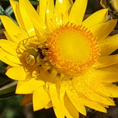 Lehtinelagia sp. (genus) (Flower Spider or Crab Spider) at QPRC LGA - 17 Oct 2023 by Mike