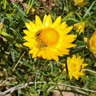 Xerochrysum viscosum (Sticky Everlasting) at Isaacs Ridge and Nearby - 17 Oct 2023 by Mike